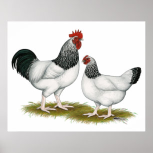 Affiches Le Sussex :  Paires légères