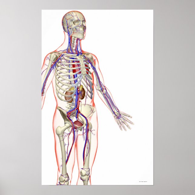 Affiches Le système urinaire (Devant)