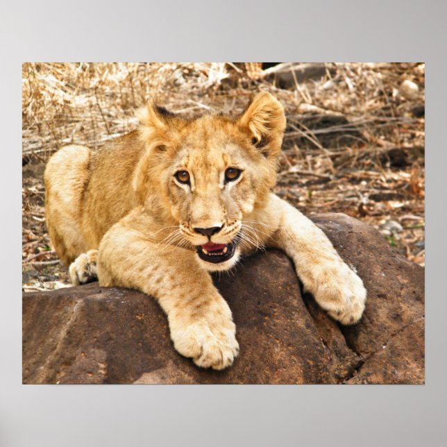 Affiches Le Tiger S'Épique Sur Un Rocher (Devant)