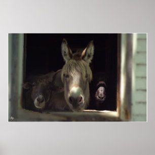 Affiches Le trio curieux