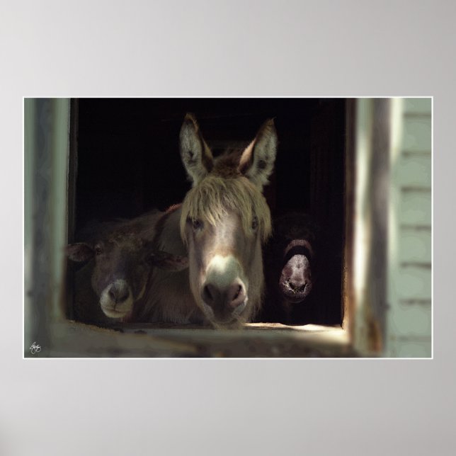 Affiches Le trio curieux (Devant)