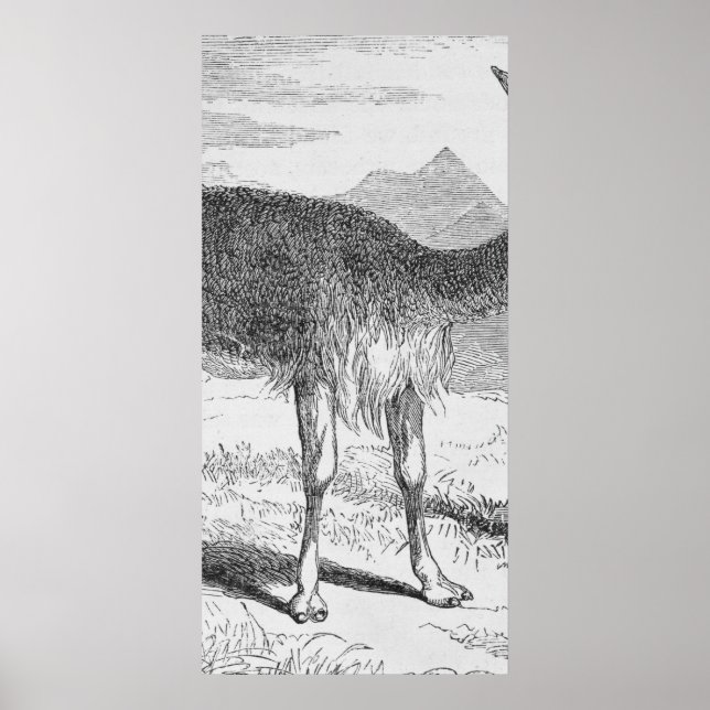 Affiches Le Vicuna du Rio de Janeiro (Devant)