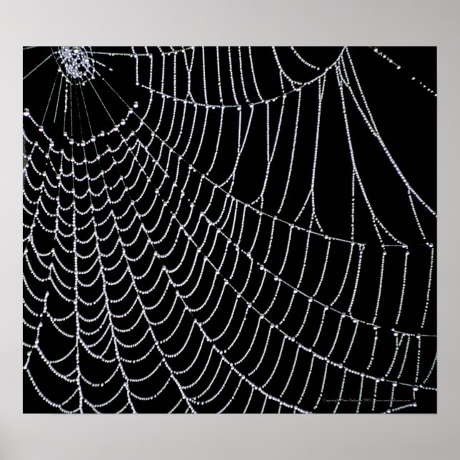 Affiches Le Web de Spider | Imprimer (Devant)