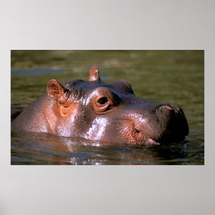 Affiches Leçons de natation Hippopotamus Portrait