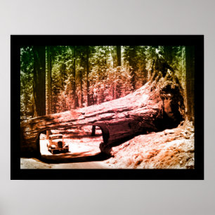 Affiches Lecteur Sequoia Park Vintage