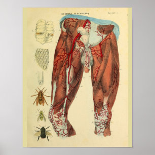 Affiches Leg Muscles Arteries Bees Anatomy Art Print