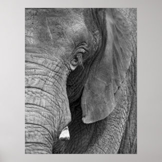 Affiches L'Elephant Print - Grand