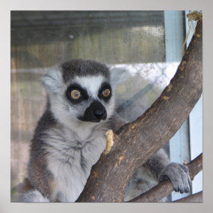 Affiches Lémur aux yeux brillants