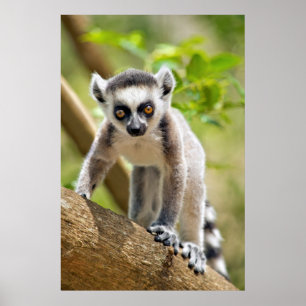 Affiches Lemur de bébé