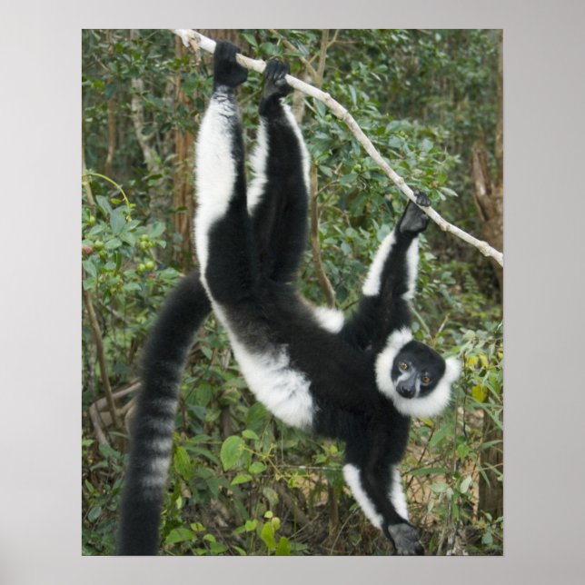Affiches Lémur varié noir et blanc, (Varecia (Devant)