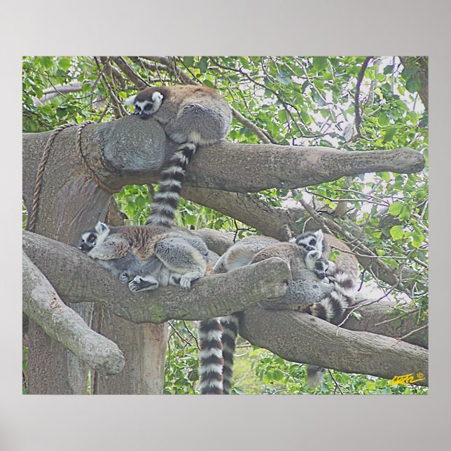 Affiches Lemurs (Devant)