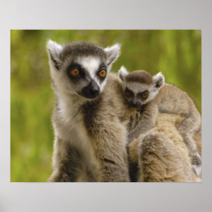 Affiches Lémurs à queue annelée (Lemur catta) Mère et bébé.