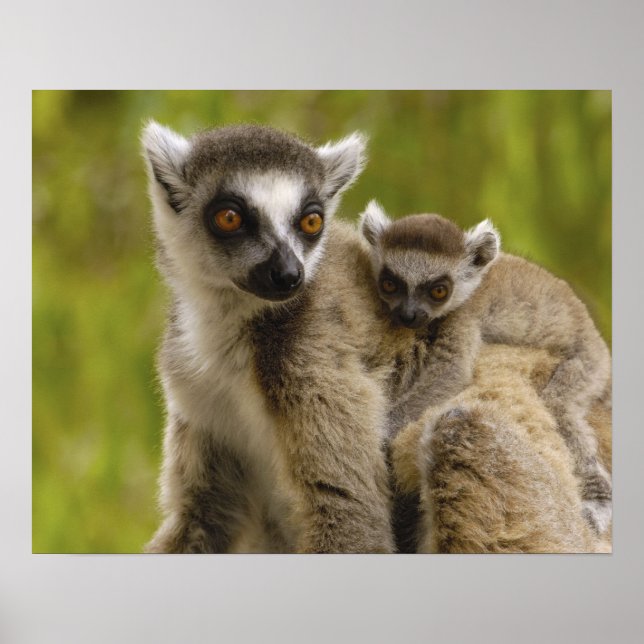 Affiches Lémurs à queue annelée (Lemur catta) Mère et bébé. (Devant)