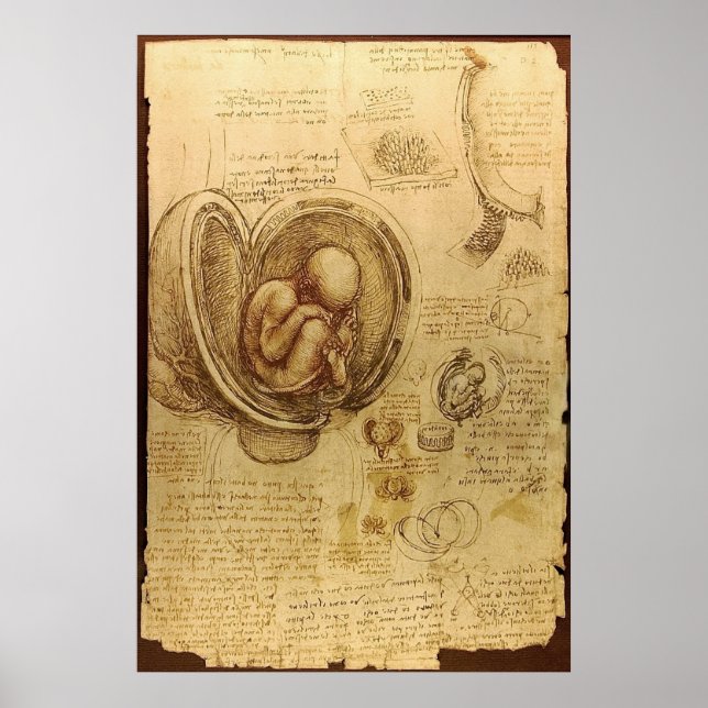 Affiches Leonardo Da Vinci - Étude de l'anatomie (Devant)