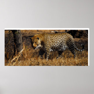 Affiches Leopard
