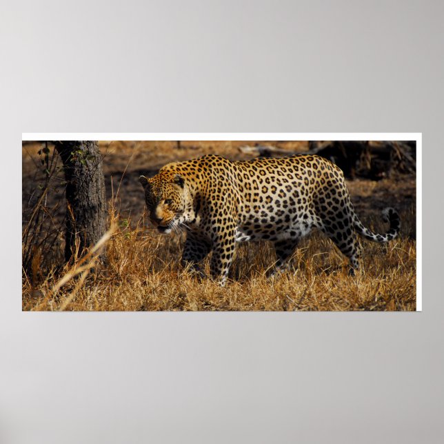 Affiches Leopard (Devant)