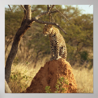 Affiches Leopard en Namibie, Afrique