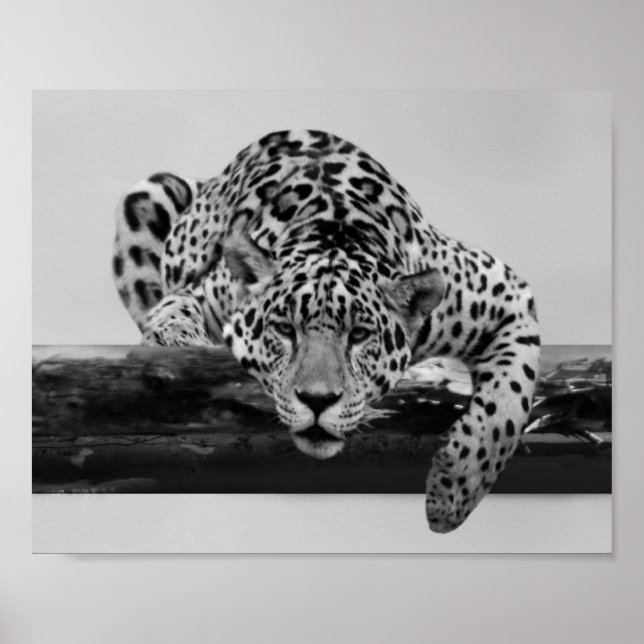 Affiches Leopard en noir et blanc (Devant)