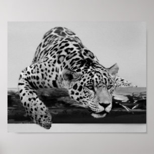 Affiches Leopard en noir et blanc