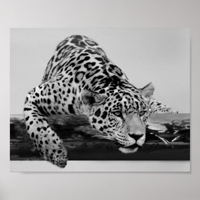 Affiches Leopard en noir et blanc (Devant)