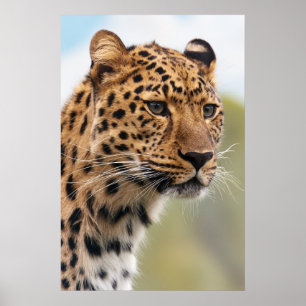 Affiches Leopard Head Shot
