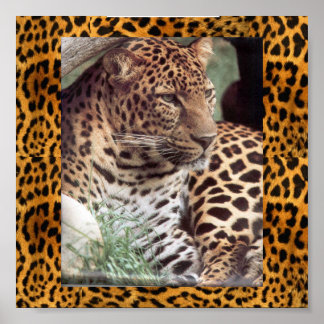 Affiches Leopard indien
