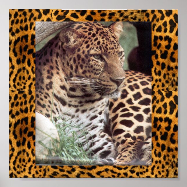 Affiches Leopard indien (Devant)