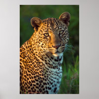 Léopard mâle (Panthera Pardus) Jeune adulte