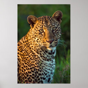 Affiches Léopard mâle (Panthera Pardus) Jeune adulte