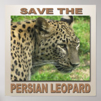 Léopard persan