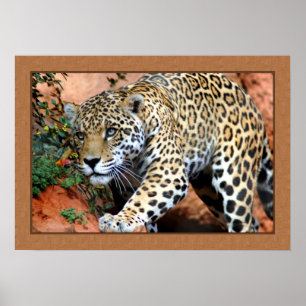 Affiches Leopard Stalking Closeup Photographie