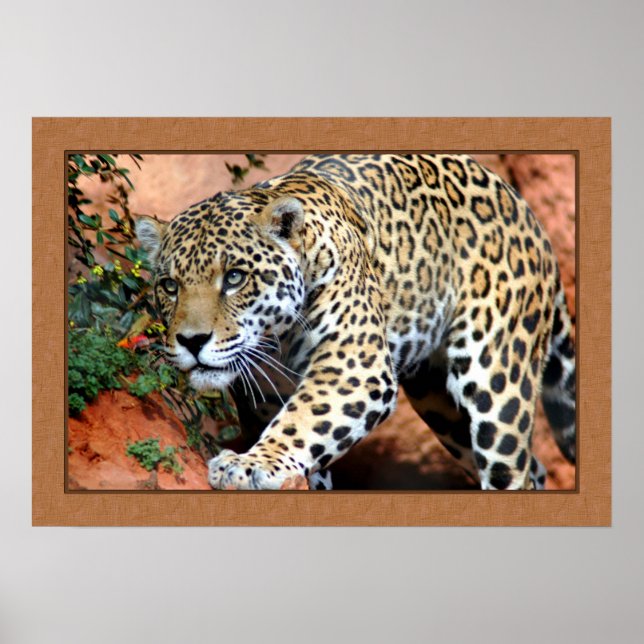 Affiches Leopard Stalking Closeup Photographie (Devant)