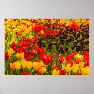 Affiches l'épanouissement des tulipes sur papier d'affiche