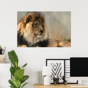 Affiches Les Amateurs De Lion Lion Au Repos