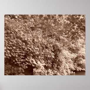 Affiches Les arbres devant le canal