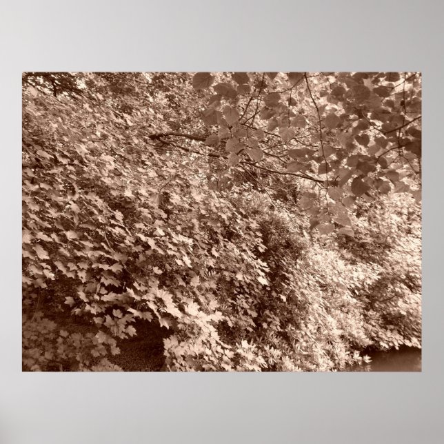 Affiches Les arbres devant le canal (Devant)