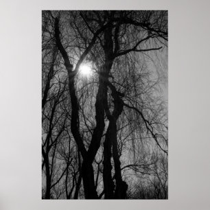 Affiches Les arbres en silhouette Sun rayonne noir et blanc