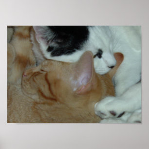 Affiches Les chatons en amour