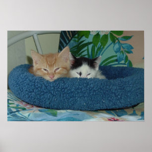 Affiches Les chatons en amour