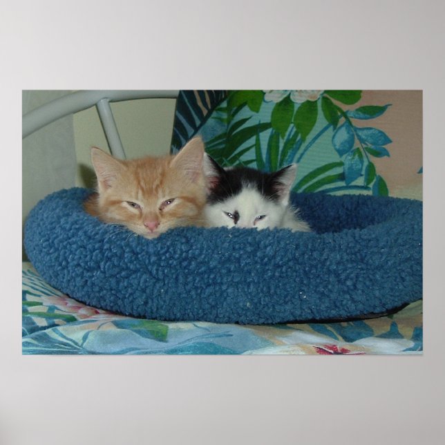 Affiches Les chatons en amour (Devant)