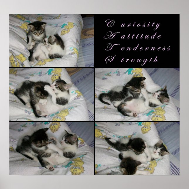 Affiches Les chatons en jeu (Devant)