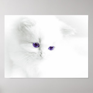 Affiches Les Chattes Blanches