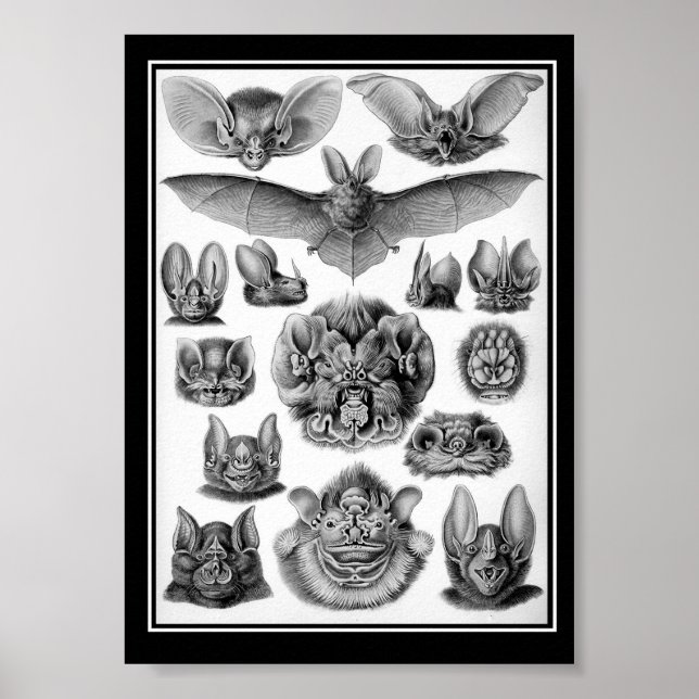 Affiches Les chauves-souris ! (Devant)