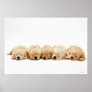 Affiches Les chiots de l'golden retriever