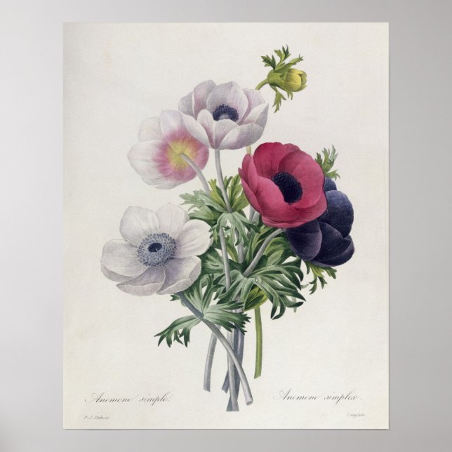 Affiches 'Les Choix des Plus Belles Fleurs' (Devant)