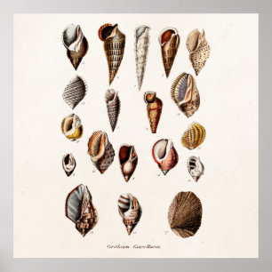 Affiches Les coquilles vintages de mer ont personnalisé la