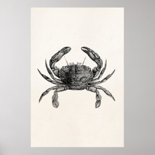Affiches Les crabes vintages d'antiquité de crabe ont