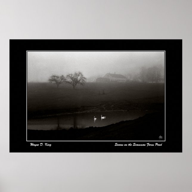 Affiches Les cygnes sur l'affiche de l'étang de la ferme de (Devant)