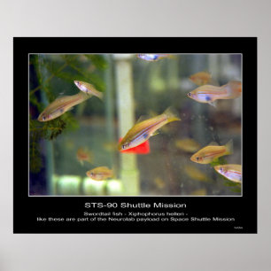 Affiches Les espadons comme ceux-ci font partie... - Custom