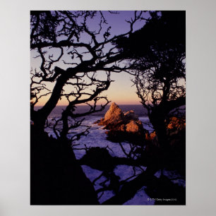 Affiches Les Etats-Unis, la Californie, point Lobos, arbre